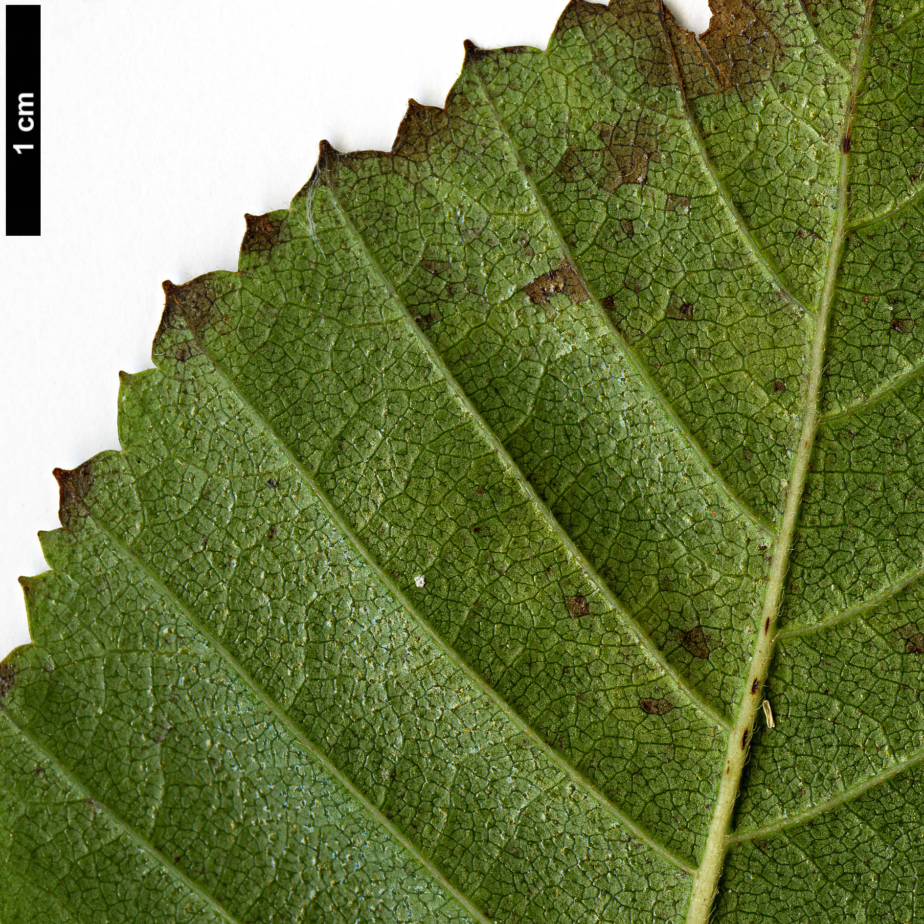 High resolution image: Family: Betulaceae - Genus: Betula - Taxon: ermanii - SpeciesSub: var. lanata